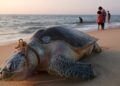Global Animal Crisis Rising Fast