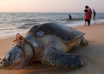 Global Animal Crisis Rising Fast