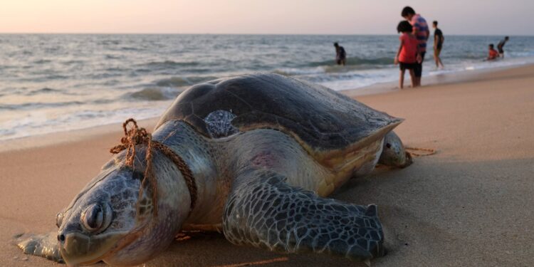 Global Animal Crisis Rising Fast