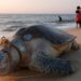 Global Animal Crisis Rising Fast