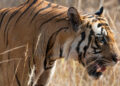 Hidden Animal Dangers By Country