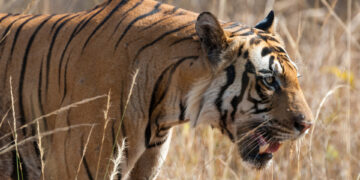 Hidden Animal Dangers By Country