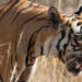 Hidden Animal Dangers By Country
