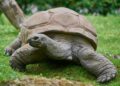 The Oldest Living Animal Ever Discovered