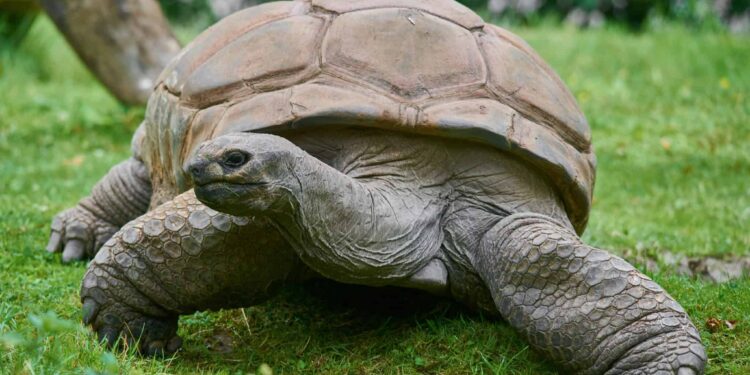 The Oldest Living Animal Ever Discovered