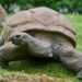 The Oldest Living Animal Ever Discovered