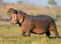 Every Nation Confronts Wild Animal Challenges