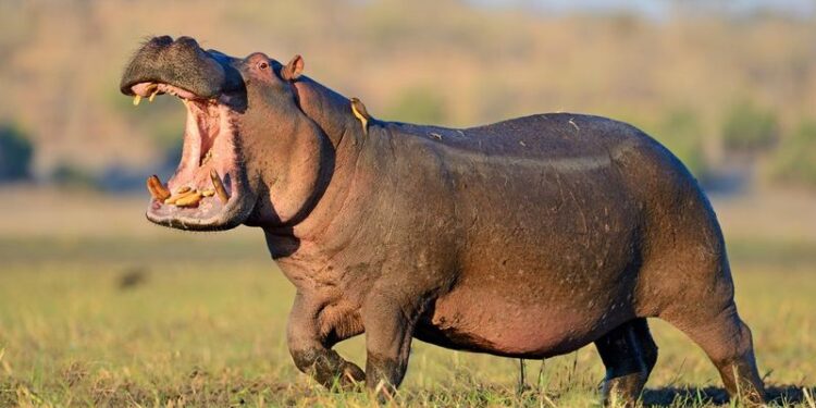 Every Nation Confronts Wild Animal Challenges