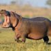 Every Nation Confronts Wild Animal Challenges