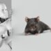 Robots Replacing Real Animals Soon