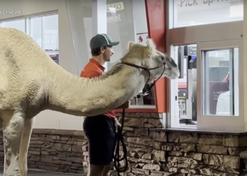 Viral Animal Video Reveals Hidden Truth