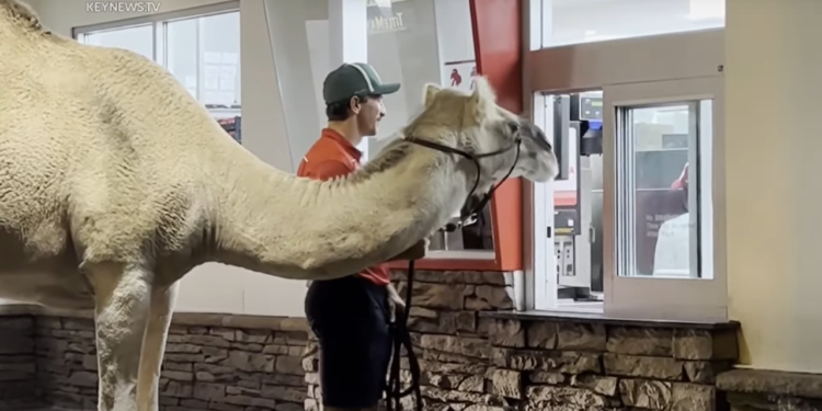 Viral Animal Video Reveals Hidden Truth