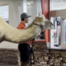 Viral Animal Video Reveals Hidden Truth