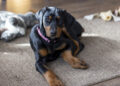 Viral Pet Problem Shocks Owners