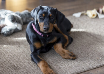 Viral Pet Problem Shocks Owners