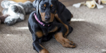 Viral Pet Problem Shocks Owners