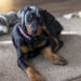 Viral Pet Problem Shocks Owners