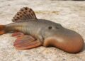 New Animal Species Going Viral