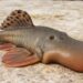 New Animal Species Going Viral