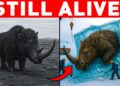 Rare Ancient Animal Captured Alive on Camera