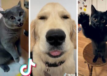 New Viral Animal Breaks Internet