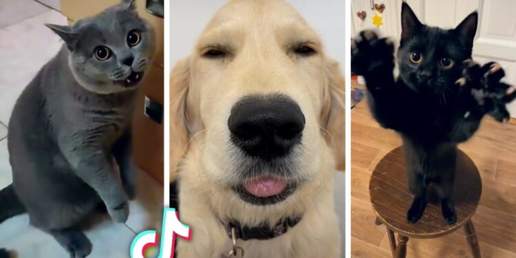 New Viral Animal Breaks Internet