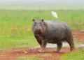 Every Nation’s Most Lethal Animal Revealed