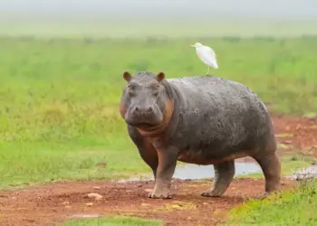 Every Nation’s Most Lethal Animal Revealed