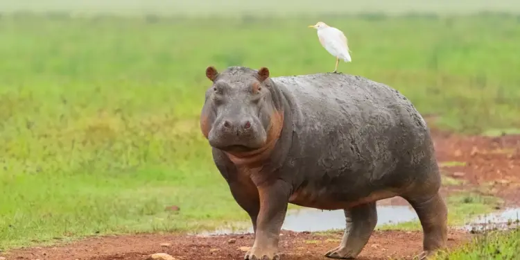 Every Nation’s Most Lethal Animal Revealed
