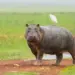 Every Nation’s Most Lethal Animal Revealed